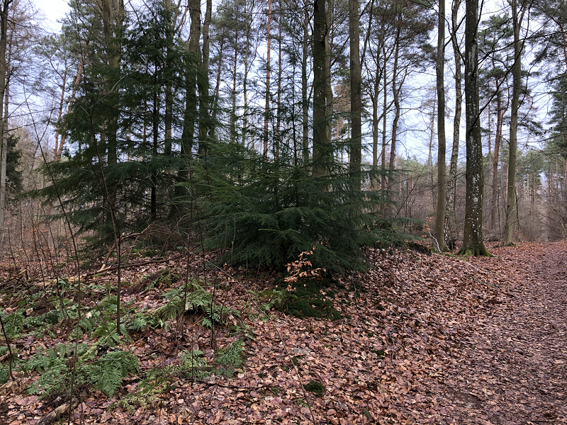 Hornbæk Plantage Rundhøj 1