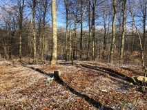 Glumsø Østerskov Rundhøj 1