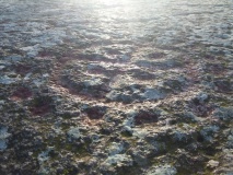 Madsebakke Helleristninger