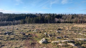 Borgehoved i Rø Plantage