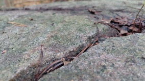Gudhjem Plantage Skåltegn