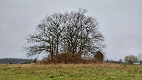 Lille Saxehøj Rundhøj