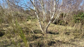 Tradsborg Plantage Gravrøse