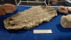 Det sorte Geomuseum