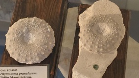 Det sorte Geomuseum