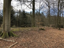 Bønsvig Hovedskov Langdysse