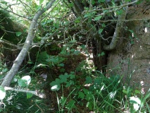 Tolne Langdysse