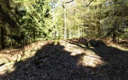 Klosterriis Hegn Langdysse 1