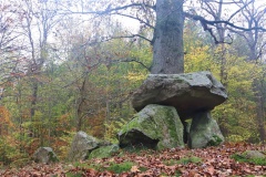 Grevinge Skov Runddysse 2