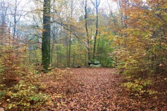 Grevinge Skov Runddysse 3