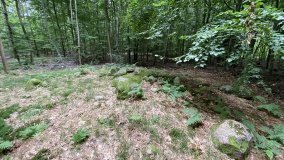 Ringelmose Skov Runddysse 3