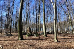 Thoreby Skov Langdysse