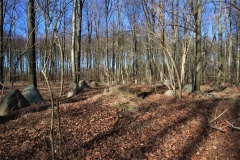 Thoreby Skov Langdysse