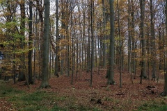 Stensby Skov Afd. 30 Langdysse