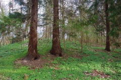 Orehoved Skov Rundhøje