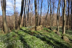 Lilleskov Langdysse