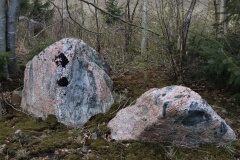 Apager Skov Langdysse 2