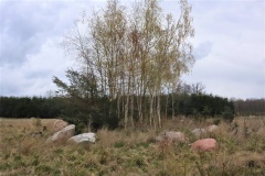 Apager Skov Langdysse 2