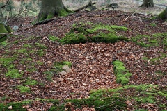 Bønsvig Hovedskov Langdysse