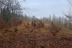 Glumsø Østerskov Jættestue