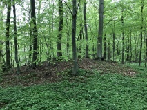 Pipstorn Skov Rundhøj 5