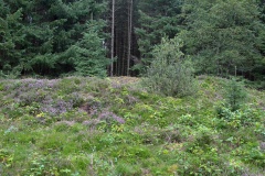 Tinggård Plantage Rundhøj