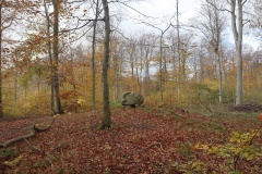 Vintersbølle Skov Runddysse