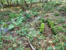 Folehave Skov Stenkiste