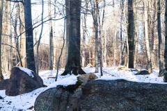 Rykkerup Skov Langdysse 3