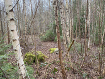 Geel Skov Skåltegn 5