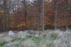 Stensby Skov Afd.11 Langdysse
