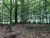 Tornved Skov Langdysse