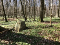 Bulbro Skov Megalitgrav