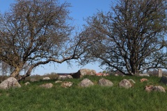 Kirke Stillinge Rørdysse