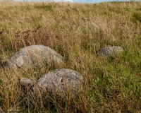 Harreby Langdysse 2 - PID:112856