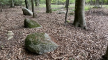 Frejlev Skov Hybentorn Bakke - PID:246592