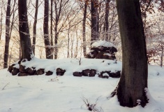 Enemærket Skov