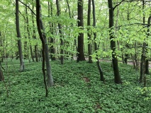 Pipstorn Skov Rundhøj 4