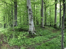 Pipstorn Skov Rundhøj 2