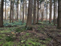 Geel Skov Langdysse