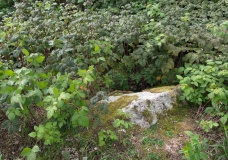 Damgård Langdysse 1