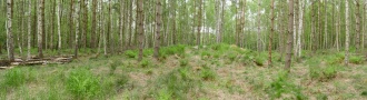 Ryget Skov Runddysse 1