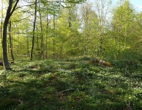 Geel Skov Runddysse