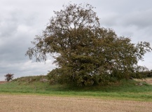 Frihedslund Langdysse
