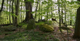 Fledskov Runddysse