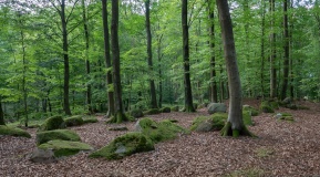 Charlottedal Skov Langdysse 2