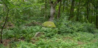 Bonderup Skov Langdysse 2