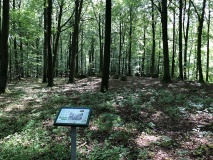 Bulbro Skov Langdysse