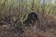 Marienborg Nylukke Skov Langdysse 2