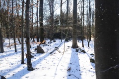 Rykkerup Skov Langdysse 3